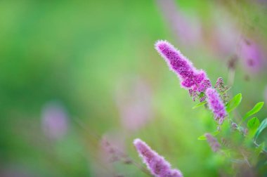 Muzaffer Spirea (Spiraea billiardii) çiçek açıyor. Seçici odak ve alanın sığ derinliği.
