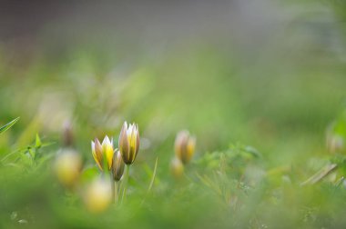 Tarda lale, İlkbaharda Botanik lale