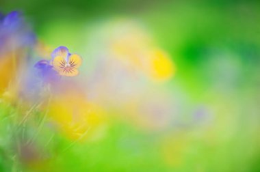 Renkli nonoş, mor çiçek, bokeh arkaplan ve arkaplan.