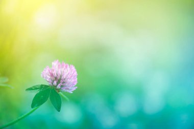 Kırmızı yonca (Trifolium pratense) çiçeği