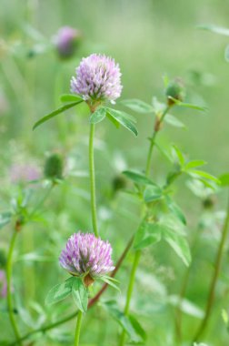 Kırmızı yonca (Trifolium pratense) çiçekleri