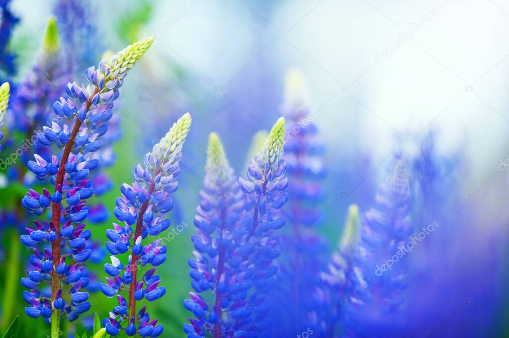 Blue Lupines (Lupinus polyphyllus) in perennial gargen. Selective focus and shallow depth of field.