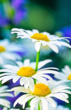 Çiçek çayırında Oxeye papatya (Leucanthemum vulgare). Seçici odak ve çok sığ alan derinliği.