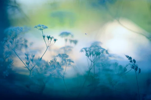 Kráva Petržel Louce Rozostřené Pozadí Bokeh Popředí — Stock fotografie