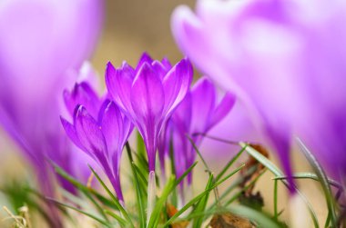Erken bahar Crocus (Crocus Anma))