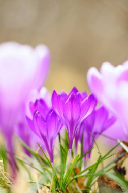 Erken bahar Crocus (Crocus Anma))