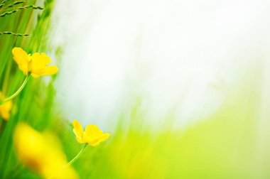 Çayırda düğün çiçeği (Ranunculus). Seçici odak ve alanın sığ derinliği.