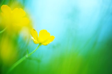 Çayırda düğün çiçeği (Ranunculus). Seçici odak ve alanın sığ derinliği.