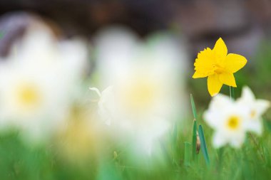 Baharda bahçedeki nergisler