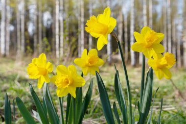 Yellow daffodils, spring flowers in the garden. Defocused birch trees in the background. clipart