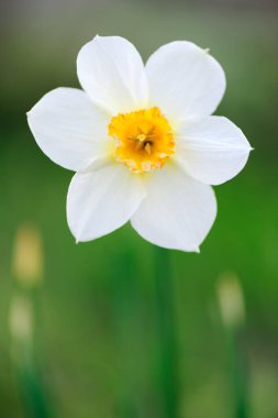 Baharda bahçedeki nergisler