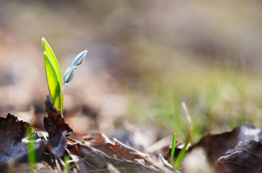 Karın ihtişamı, Scilla luciliae, baharın başında büyüyor.
