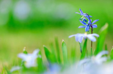 Baharda mavi scilla, Sibirya Squill 'i (Scilla siberica)