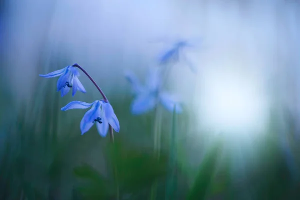 Blå Scilla Sibirien Bläckfisk Scilla Siberica Vårblomma — Stockfoto