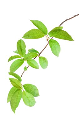 İlkbaharda kuş kirazı (Prunus padus) dalı. Beyaz arkaplanda izole.