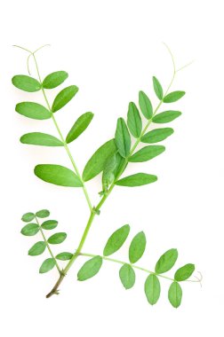 Vetch (Vicia sp.) Beyaz arkaplanda izole edilmiş yapraklar.