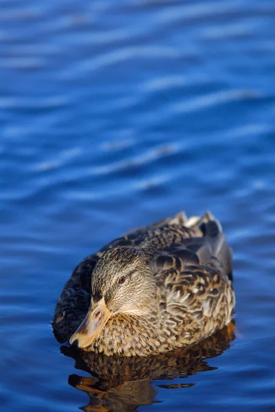 Mavi Suda Yüzen Ördek Dişi — Stok fotoğraf