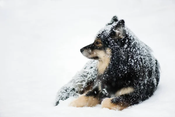 Lapphund Finlandês Descansando Neve Inverno Foco Seletivo Profundidade Campo Rasa — Fotografia de Stock
