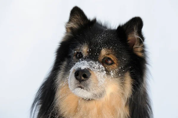 芬兰Lapphund狗肖像画 — 图库照片