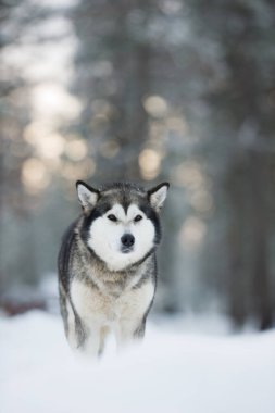 Dağınık orman arka planına karşı karda Alaska Malamute portresi.