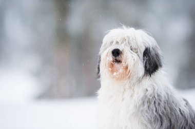 Polonyalı çoban köpeği Polski Owczarek Nizinny, kış karında. Kafaya odaklan, yüzeysel alan derinliği.