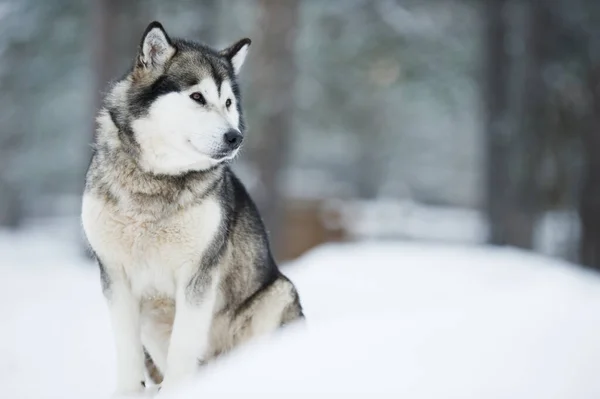Karda oturan Alaska Malamute 'nin portresi. Seçici odak ve alanın sığ derinliği.