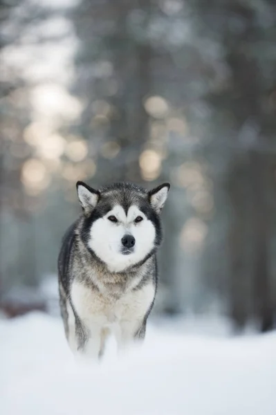 Πορτραίτο Του Malamute Της Αλάσκας Στο Χιόνι Φόντο Αποψυγμένο Δάσος — Φωτογραφία Αρχείου