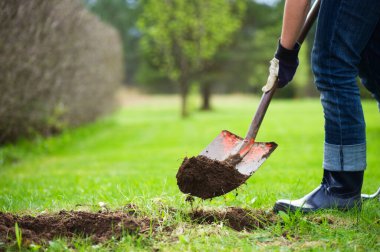 Gardening, digging ground with a shovel. clipart