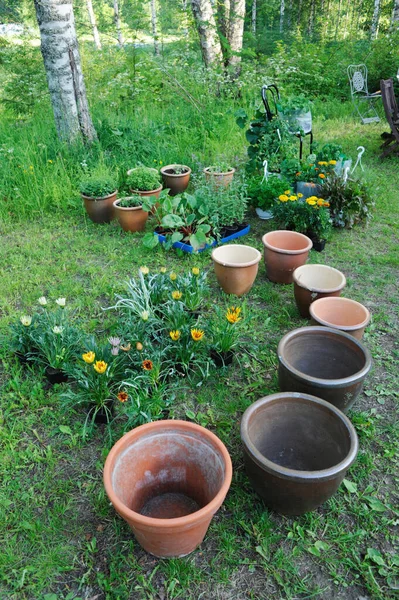 Flower Pots Plants — Stock Photo, Image