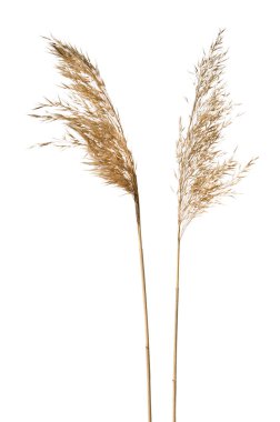 Genel kamış (Phragmites australis) tohum başlıkları beyaz üzerinde izole.