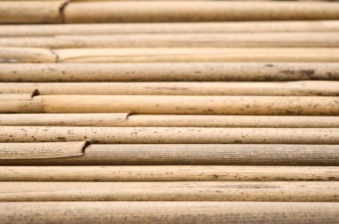 Arka arkaya kurutulmuş sazlıklar. Seçici odak.