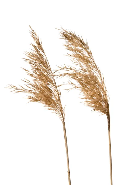 Genel kamış (Phragmites australis) tohum başlıkları beyaz üzerinde izole.