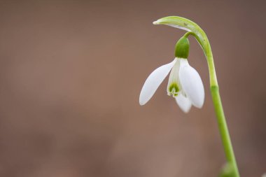 Galanthus nivalis veya yaygın kar yağışı - ilkbaharın başlarında ormanda açan beyaz çiçeğe yakın çekim