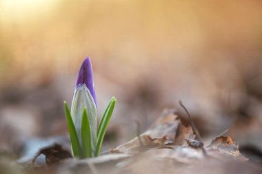 Erken bahar Crocus vernus Anıları