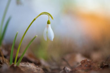 Galanthus nivalis veya yaygın kar yağışı - ilkbaharın başlarında ormanda açan beyaz çiçeğe yakın çekim