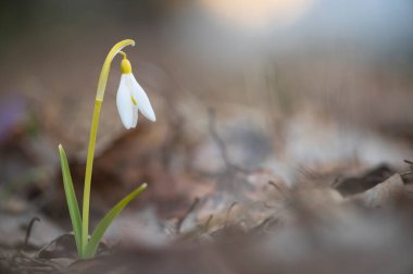 Galanthus nivalis veya yaygın kar yağışı - ilkbaharın başlarında ormanda açan beyaz çiçeğe yakın çekim
