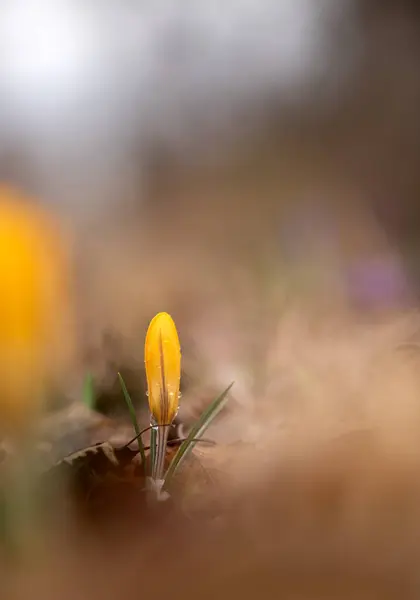Рання Весна Crocus Luteus Golden Yellow Саду — стокове фото
