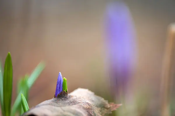 Primăvara Timpurie Crocus Vernus Amintirea Grădină Împotriva Fundalului Bokeh Defocalizat — Fotografie, imagine de stoc