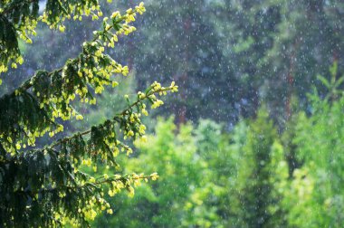 Yağmurlu bir günde ladin dalları. Seçici odak ve alanın sığ derinliği.