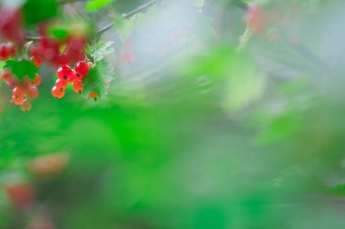 Kırmızı frenk üzümü daldan sarkan, çözünmüş arka plan.