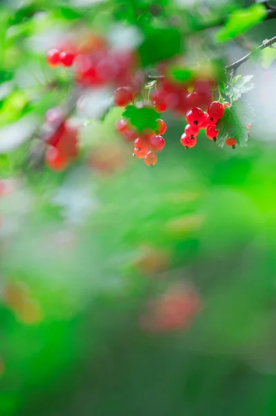 Bacche Ribes Rosso Appese Ramo Sfondo Sfocato — Foto Stock