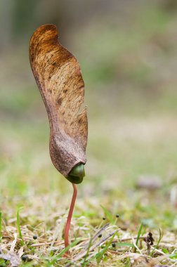 Yerden çıkan akçaağaç filizleri. Seçici odak ve alanın sığ derinliği.