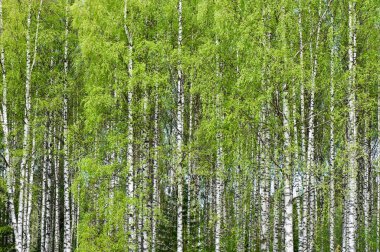 Yaz başında huş ağacı (Betula pendula) ormanı.