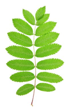 Beyaz arkaplanda Rowan (Sorbus aucuparia) yaprağı izole.