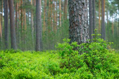 İskoç çamı (Pinus sylvestris) ormanı. Ön planda çam gövdesi ve böğürtlen (Aşı Melezi) bulunur. Sığ alan derinliği, çam gövdesine odaklan..
