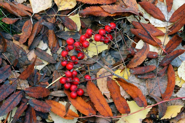 Red Rowanberries Autumn Leaves — Stock Photo, Image