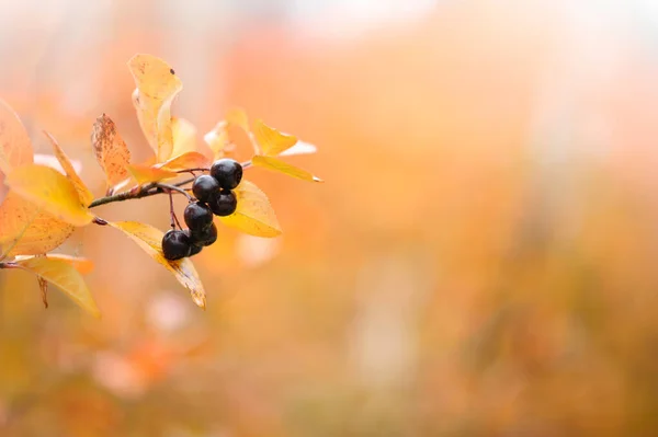 Chokeberry Aronia Com Bagas Nas Cores Outono — Fotografia de Stock