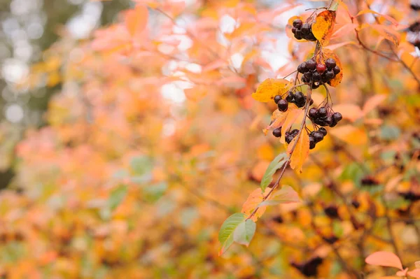 Aronia Mit Beeren Herbstfarben — Stockfoto