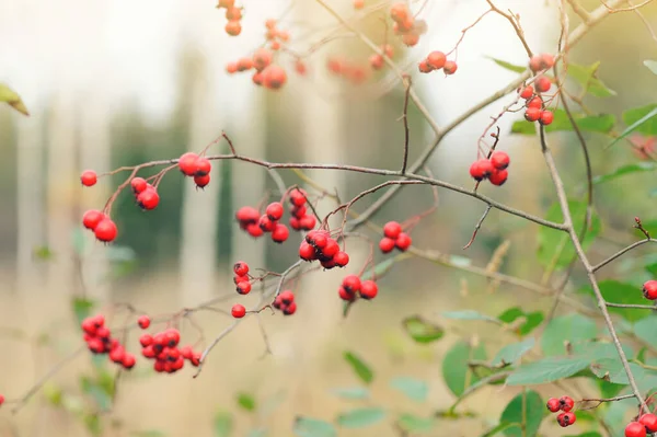 Hawthorn Red Berries Autumn — Stock Photo, Image