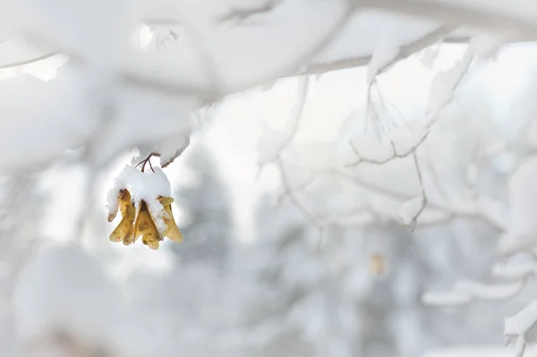 挂满白雪的枫树钥匙 — 图库照片